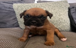Boxer dogs for sale: Gorgeous litter of tailed and bob tailed boxers  - Image 11