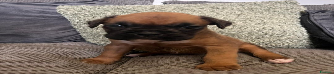 Boxer Puppy 1