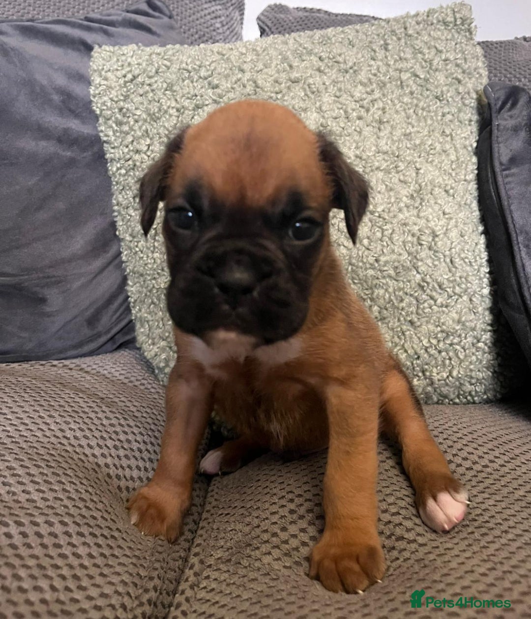 Boxer dogs for sale: Gorgeous litter of tailed and bob tailed boxers  - Image 11