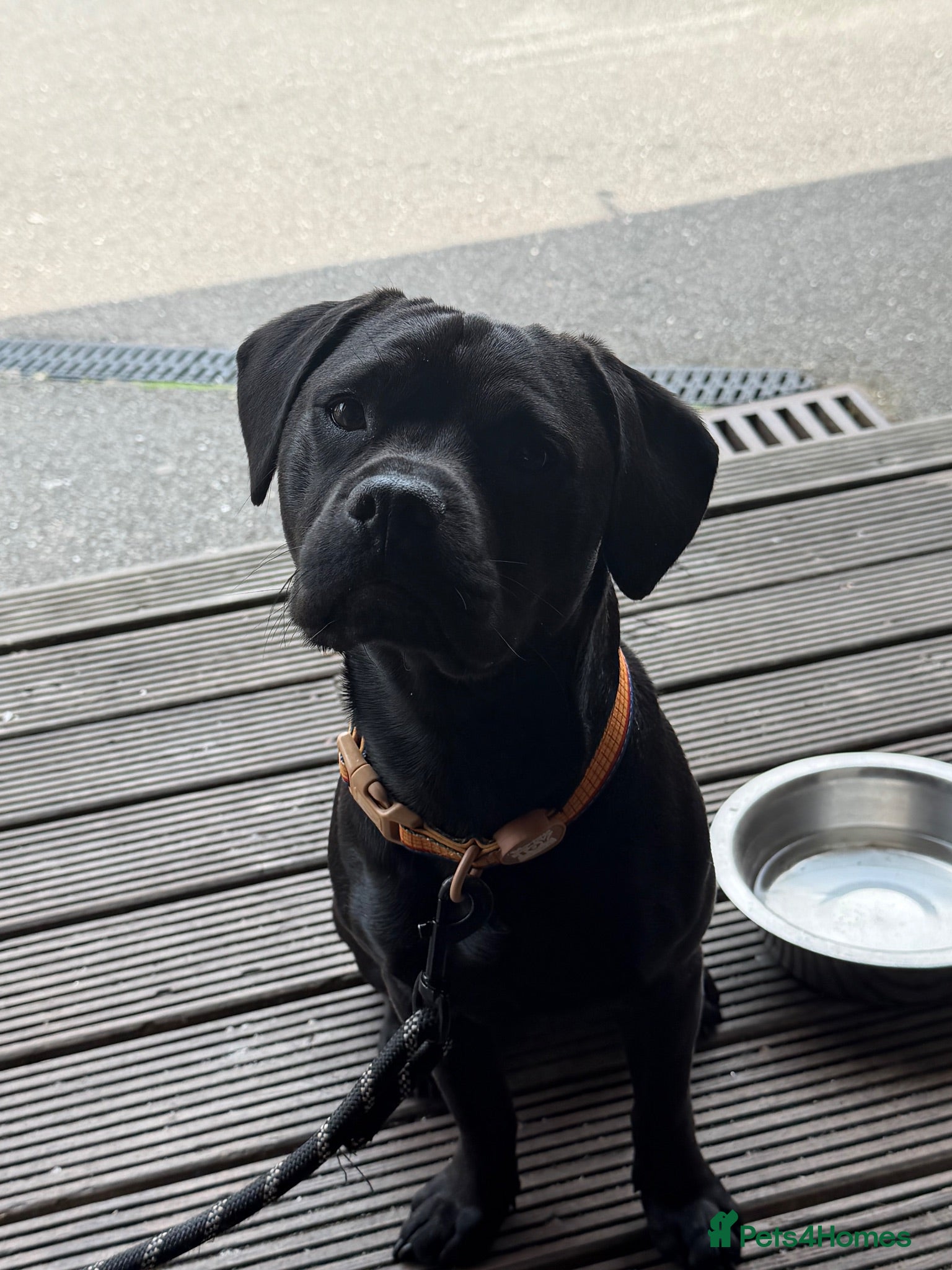 Mixed Breed dogs benny  - Advert 1