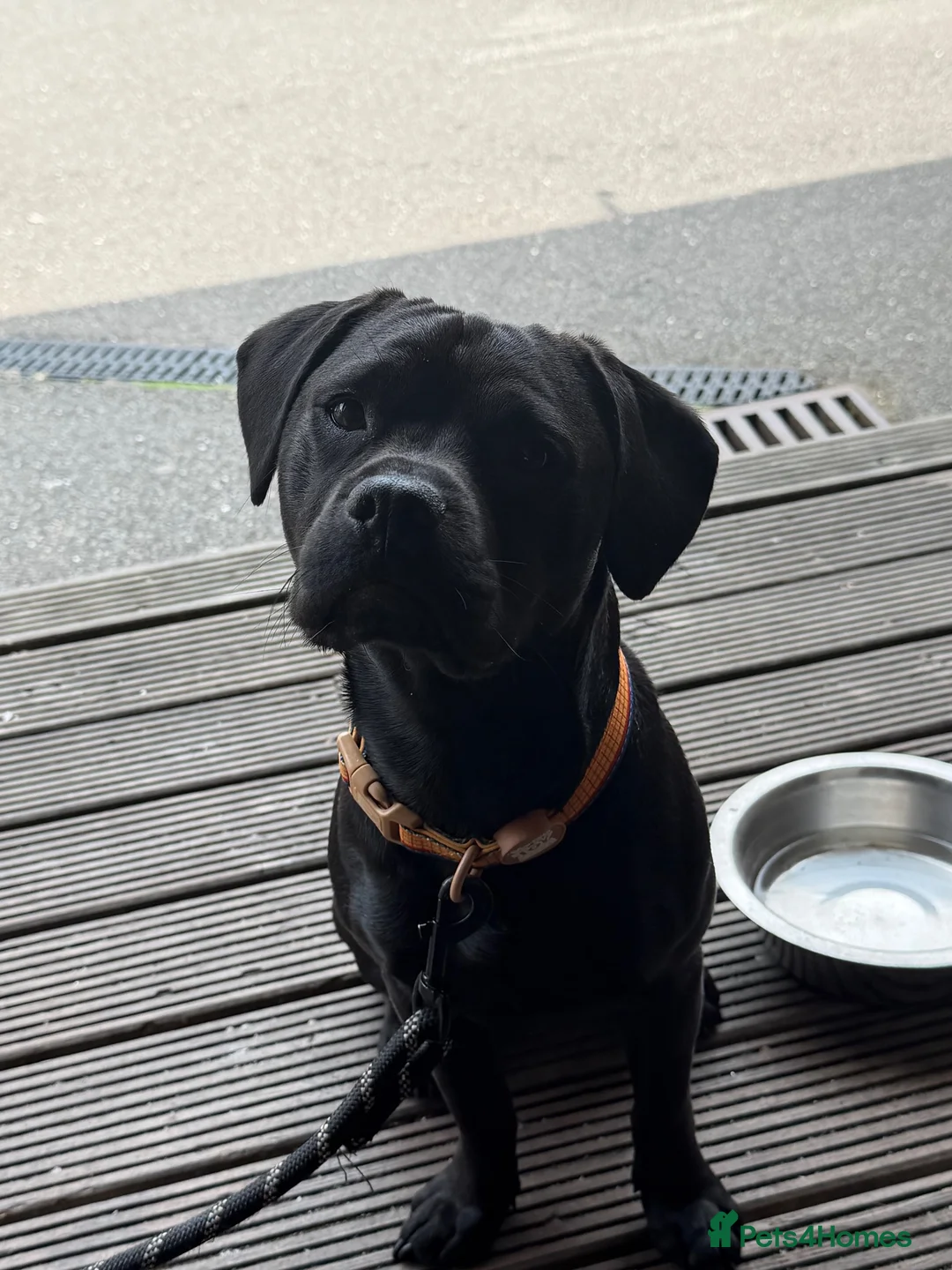 Mixed Breed dogs for sale: benny  in Nottingham - Advert 1