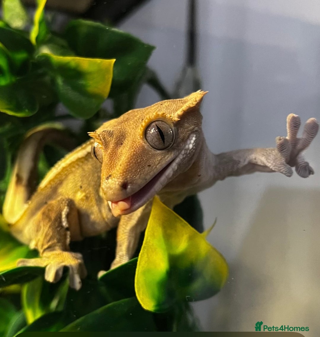 Gecko reptiles for sale: Female Created Gecko with Full Setup - Advert 1