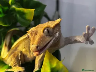 Gecko reptiles Female Created Gecko with Full Setup - Advert 24