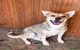 Mixed Breed dogs for adoption: 💖🐶 ROSITA 🐶💖 - Image 8