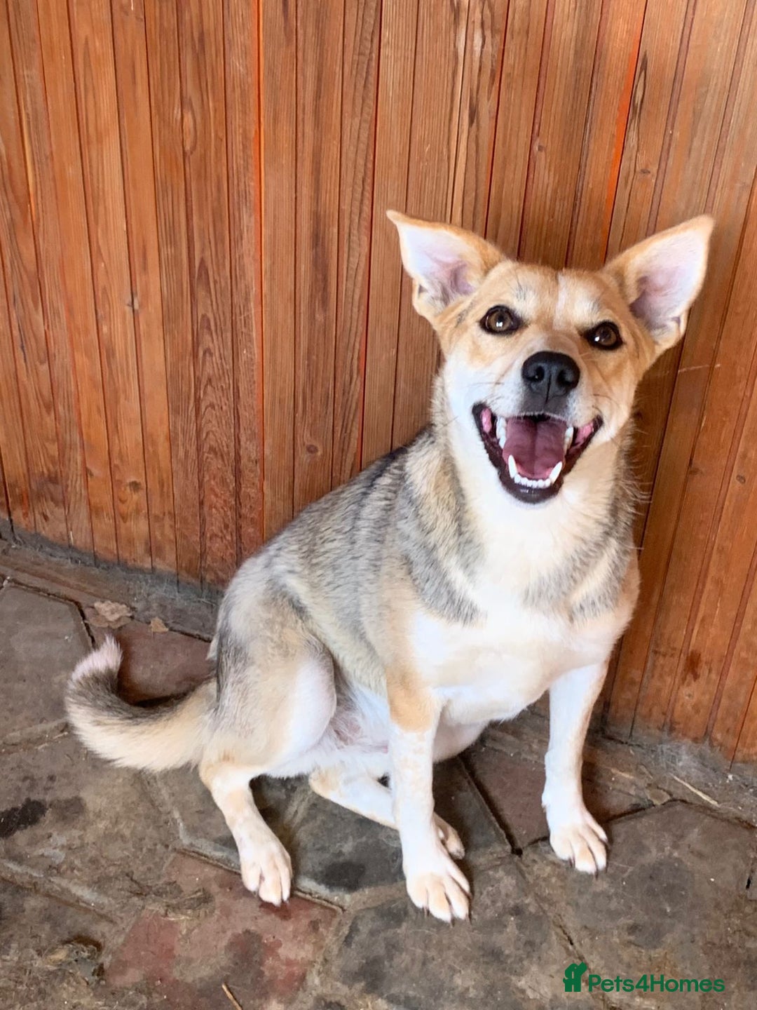 Mixed Breed dogs for adoption: 💖🐶 ROSITA 🐶💖 - Image 8