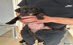 Mixed Breed dogs for sale: Cane corso x Staffordshire bull terrier  - Image 2