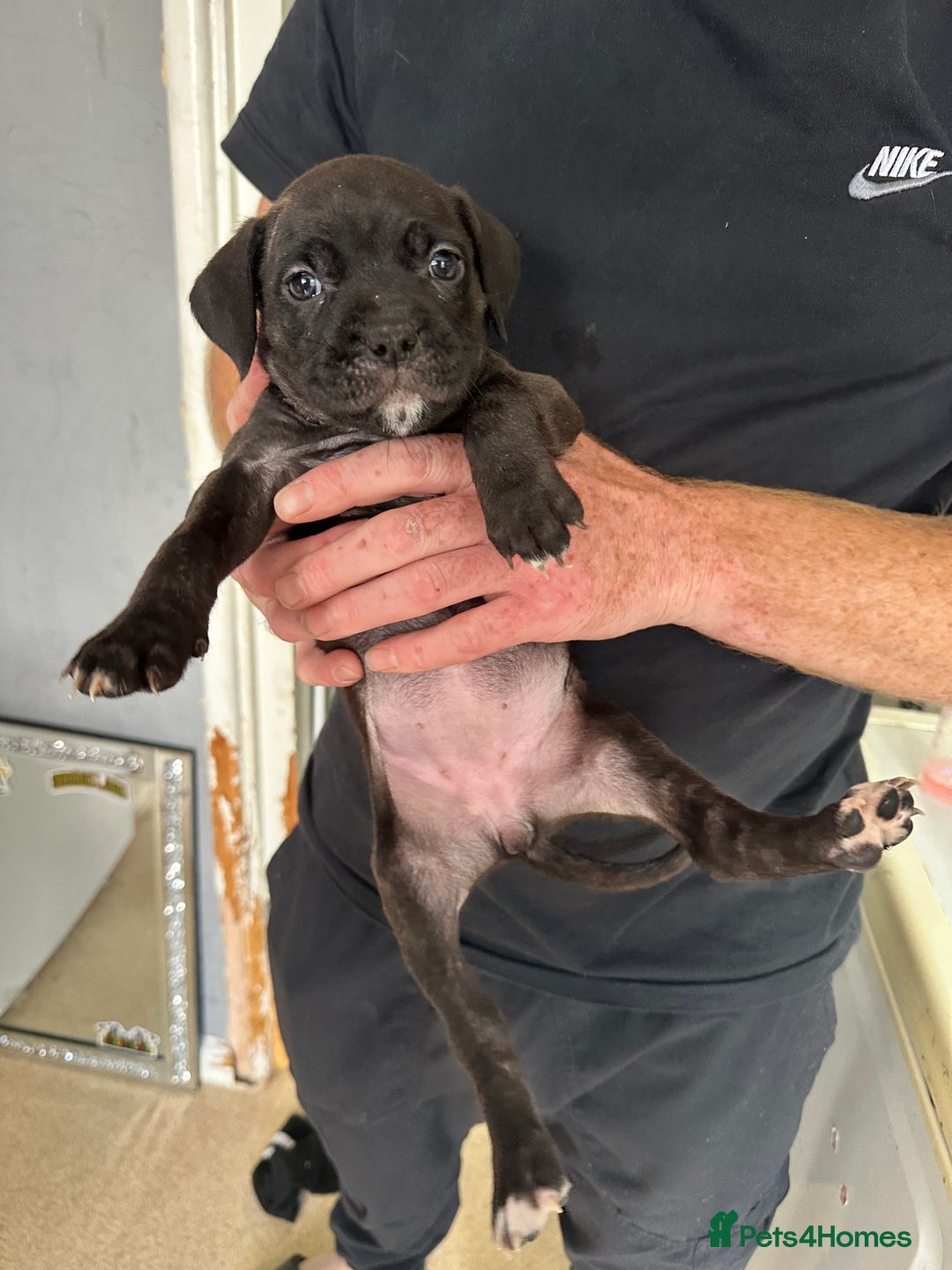 Mixed Breed dogs for sale: Cane corso x Staffordshire bull terrier  - Image 2