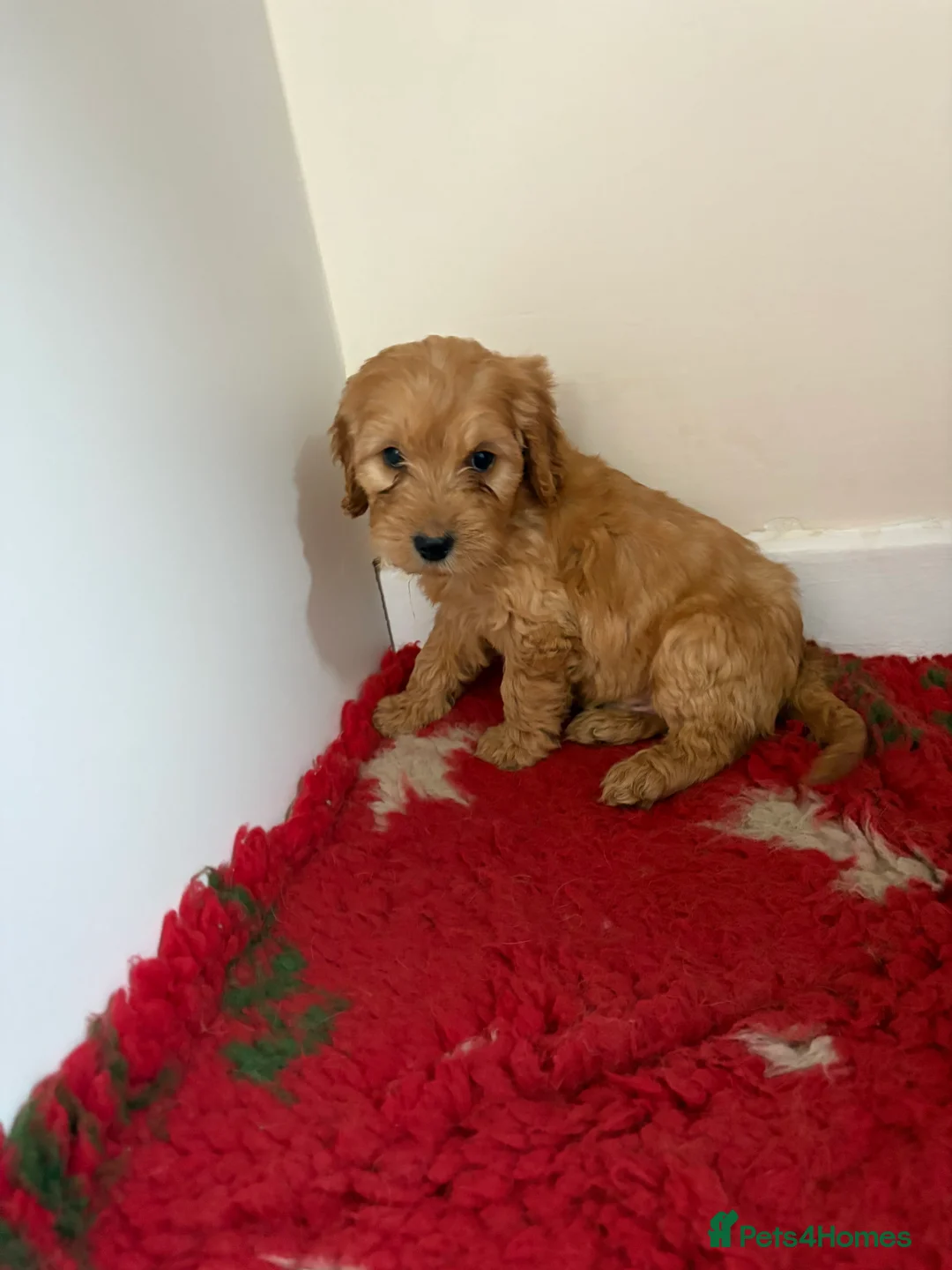 Cockapoo dogs for sale: 4 stunning cockapoo puppies for sale  - Advert 14