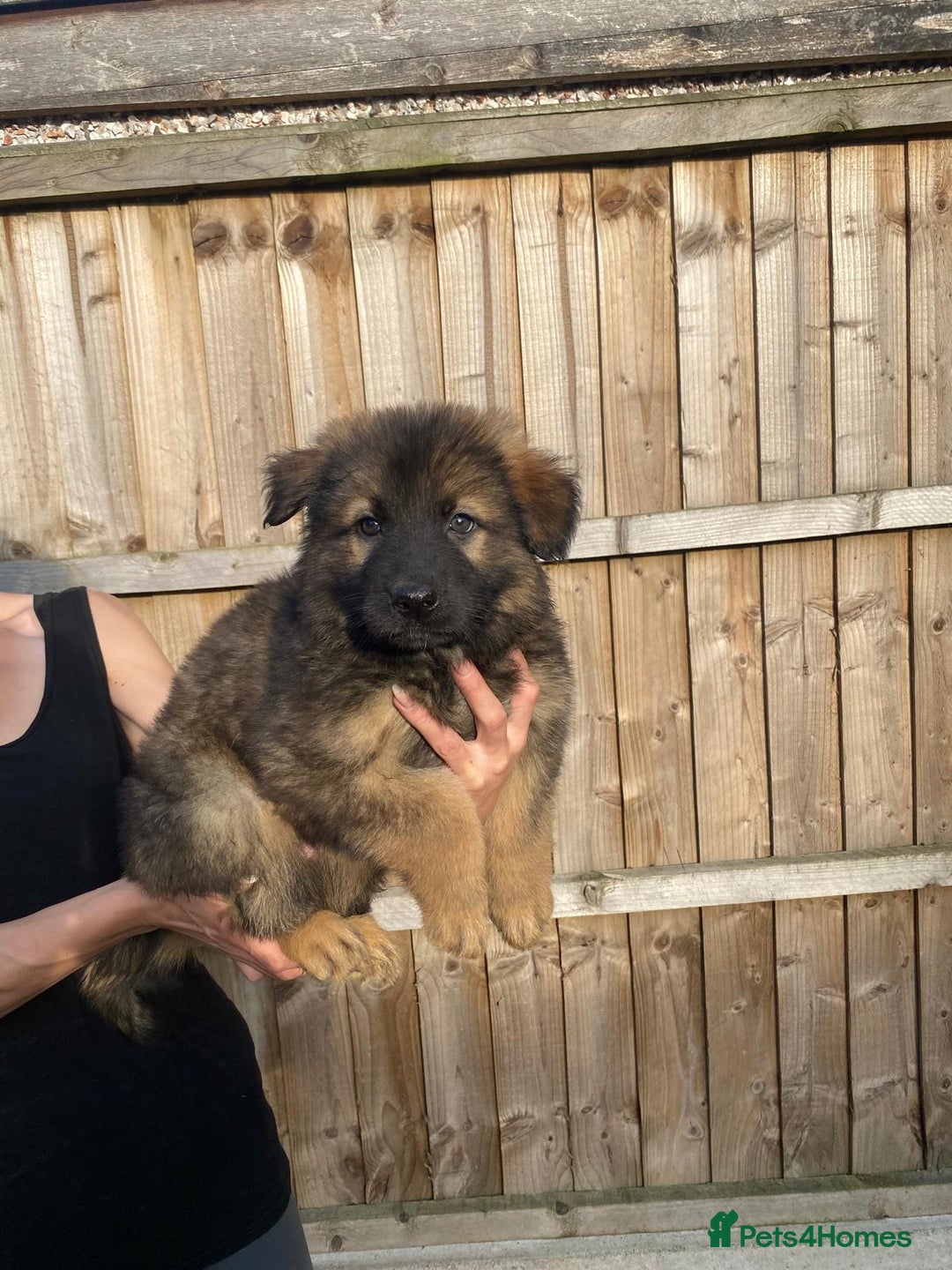 German Shepherd dogs for sale: Gorgeous KC reg Long haired German Shepherd Pups - Image 10