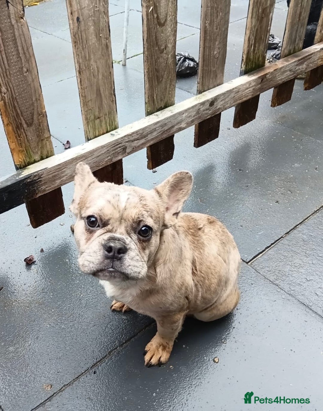 French Bulldog dogs for sale: French bulldog part fluffy Merle  - Advert 2