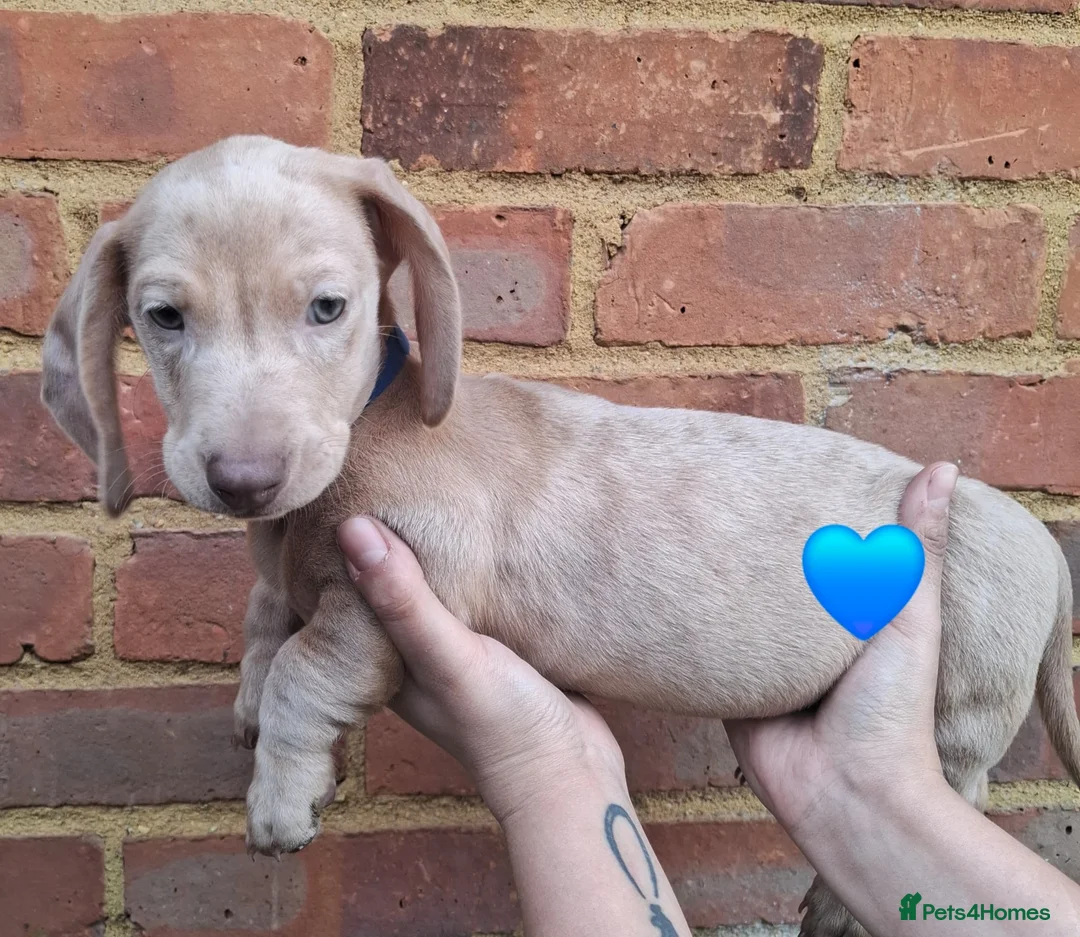 Miniature Dachshund dogs for sale: Miniature Dachshund Pups - Advert 9