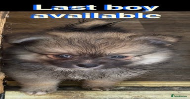Pomchi dogs - Advert 15