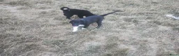 Border Collie dogs for sale: Traditional Border Collie Puppies - Advert 11