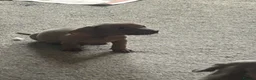 Dachshund dogs for sale: Dachshund Puppies  in Dudley - Advert 6