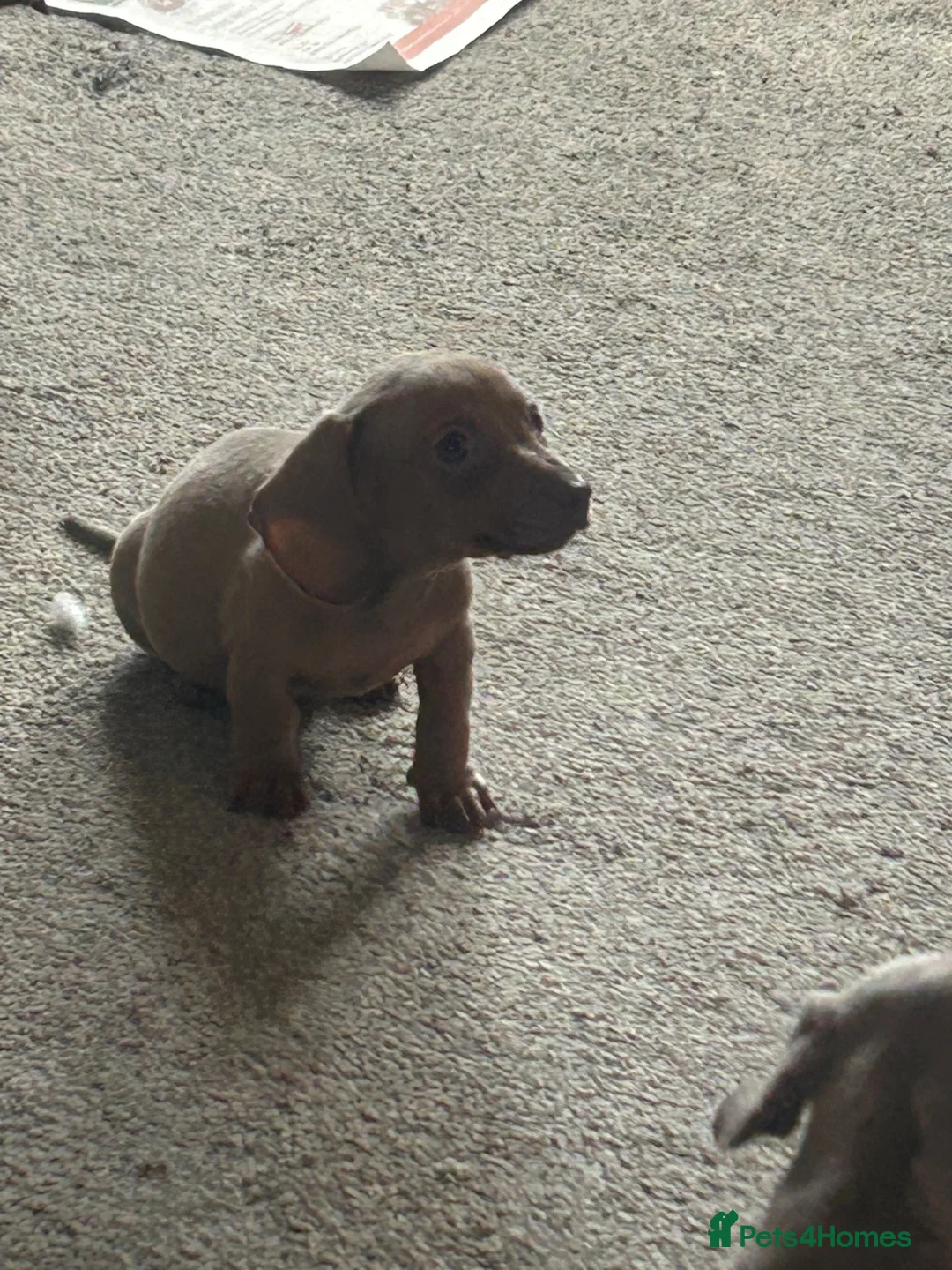 Dachshund dogs for sale: Dachshund Puppies  in Dudley - Advert 6