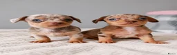 Chihuahua dogs for sale: Chiweenies *Stunning Tiny*  – Cosmo × Jimmy Choo - Advert 12