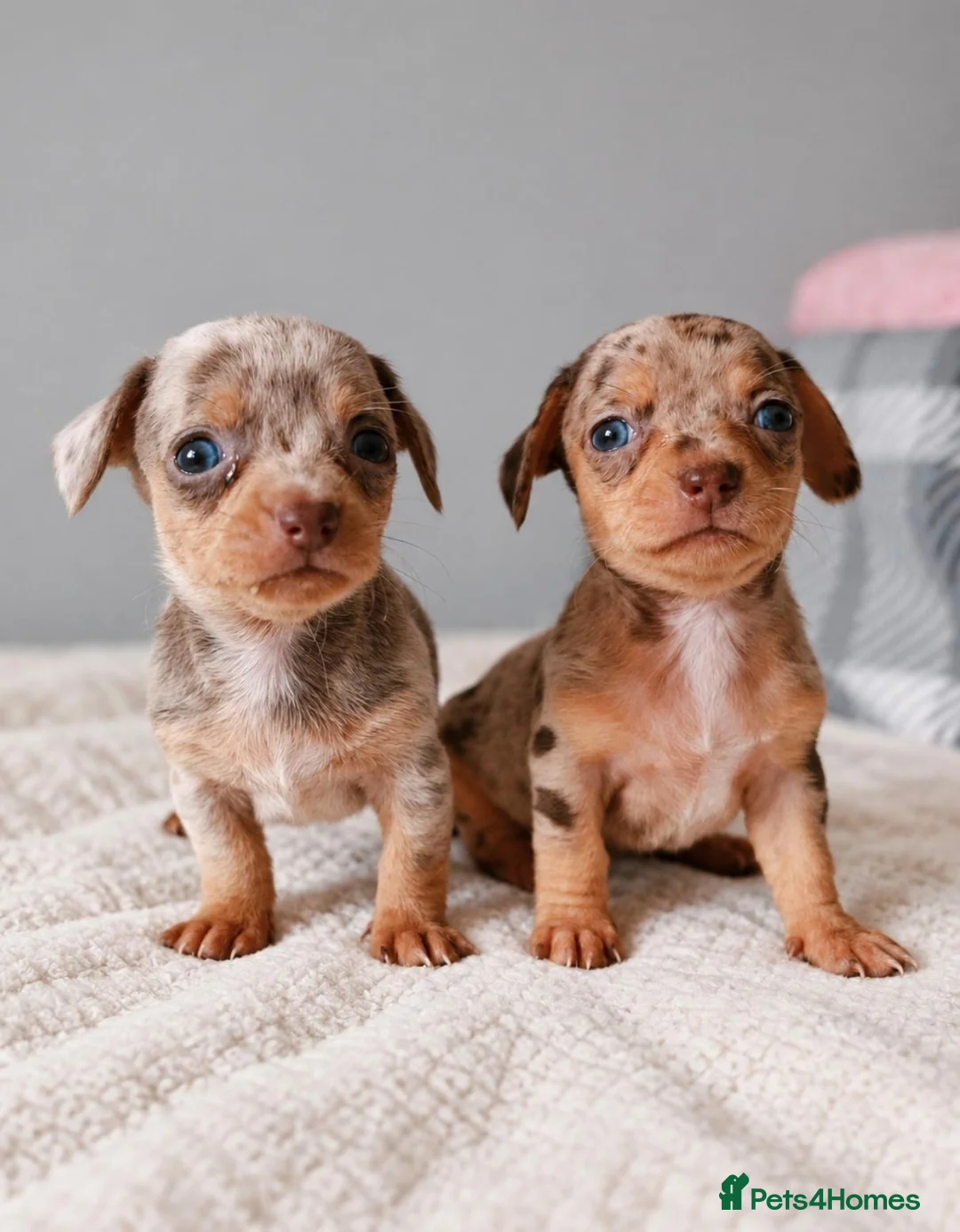 Chihuahua dogs for sale: Chiweenies *Stunning Tiny*  – Cosmo × Jimmy Choo - Advert 12