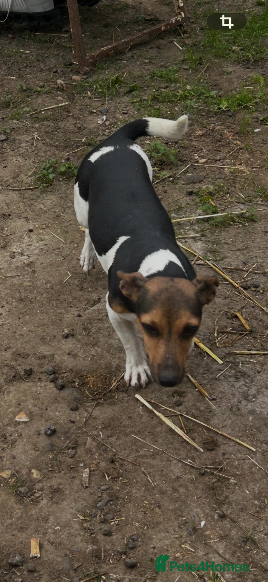 Jack Russell dogs Jack Russell puppy’s  - Advert 1