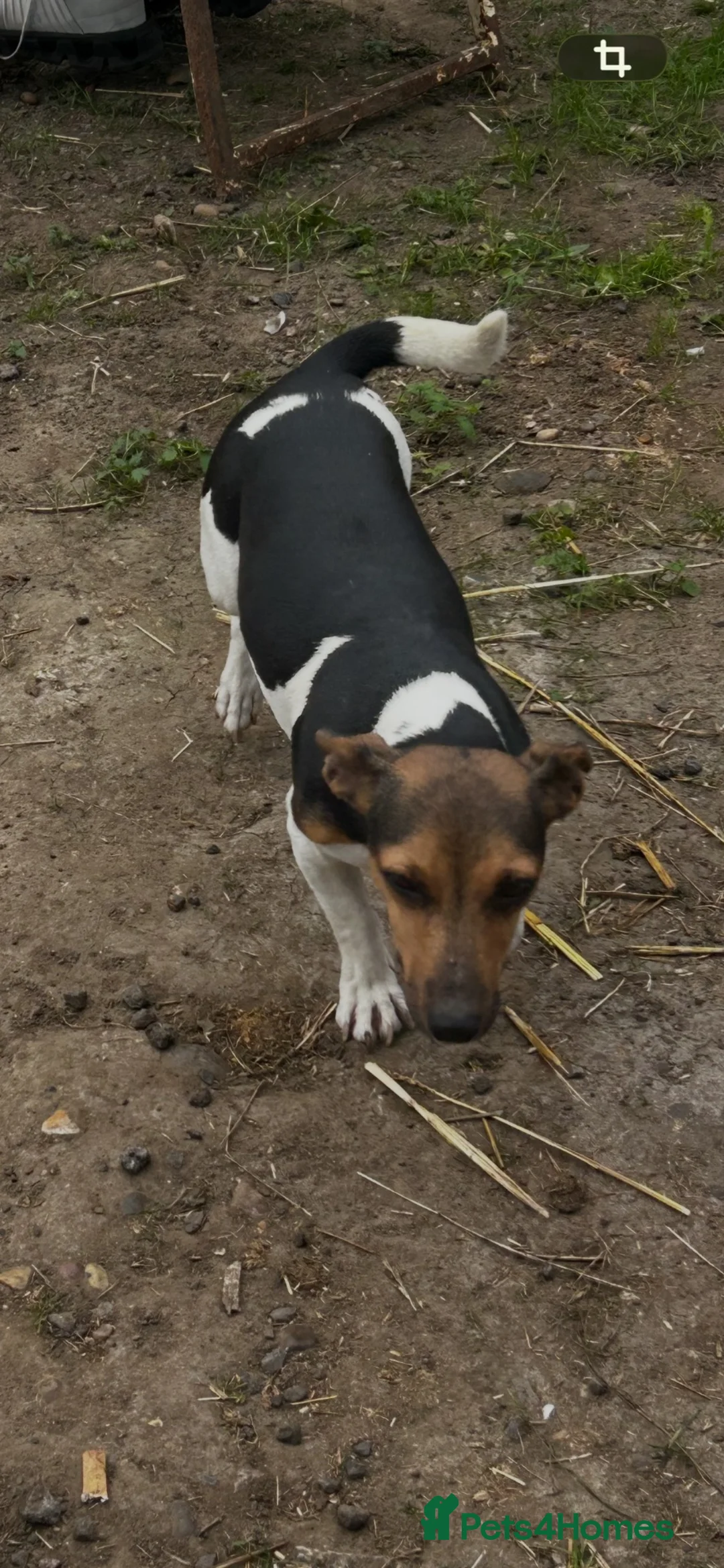 Jack Russell dogs for sale: Jack Russell puppy’s  - Advert 1