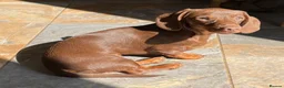 Miniature Dachshund dogs for stud: Mini Smooth Choc/Tan Male Dachshund (stud only) - Advert 2