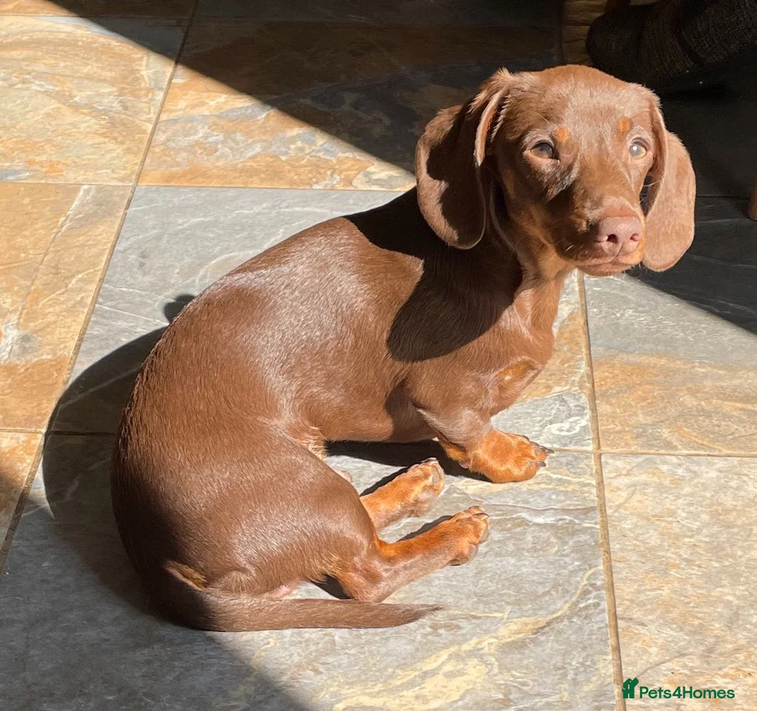 Miniature Dachshund dogs for stud: Mini Smooth Choc/Tan Male Dachshund (stud only) - Advert 2