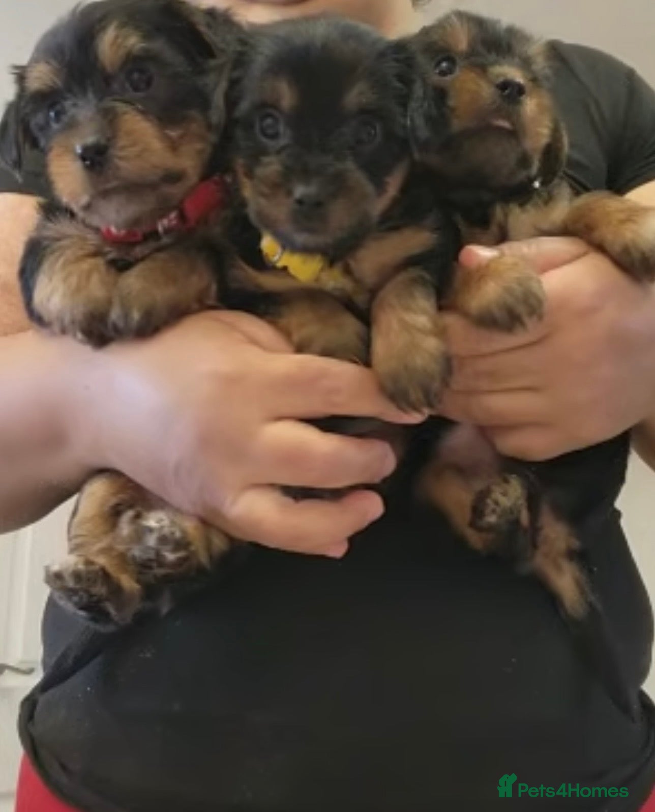 Yorkshire Terrier dogs Beautiful Yorkshire puppy’s 🐶🥰 - Advert 2