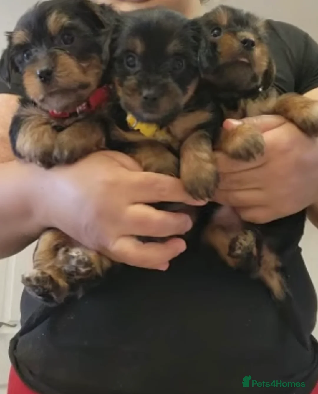Yorkshire Terrier dogs for sale: Beautiful Yorkshire puppy’s 🐶🥰 - Advert 1