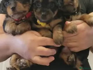 Yorkshire Terrier dogs Beautiful Yorkshire puppy’s 🐶🥰 - Advert 1