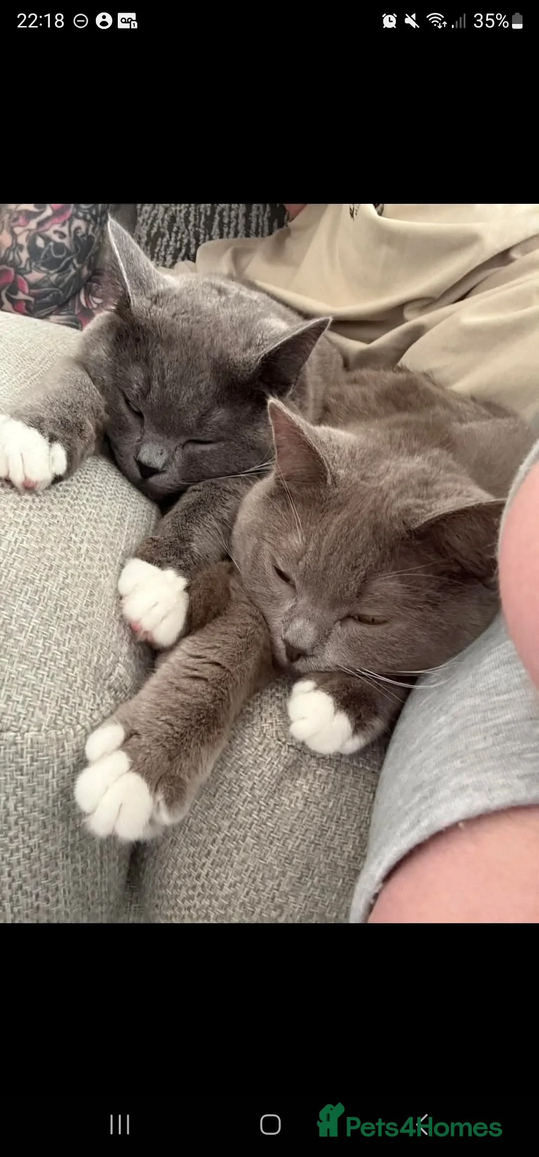 British Shorthair cats for stud: For stud lilac boy Sir Arnold (carries choc gene) in Bradford - Advert 14