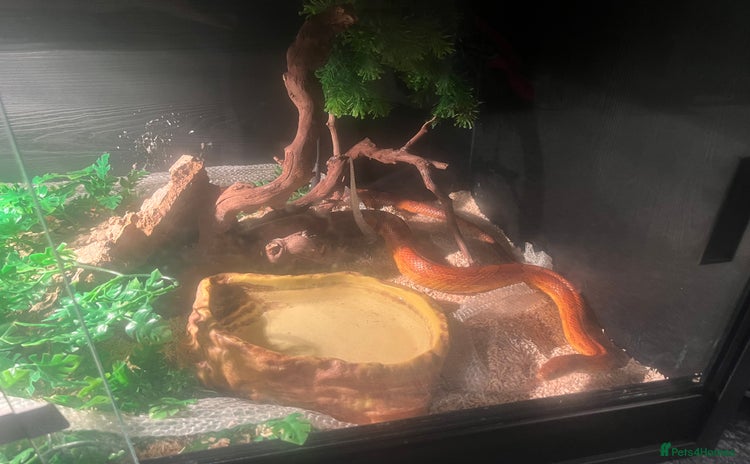 Corn Snake reptiles - Advert 1