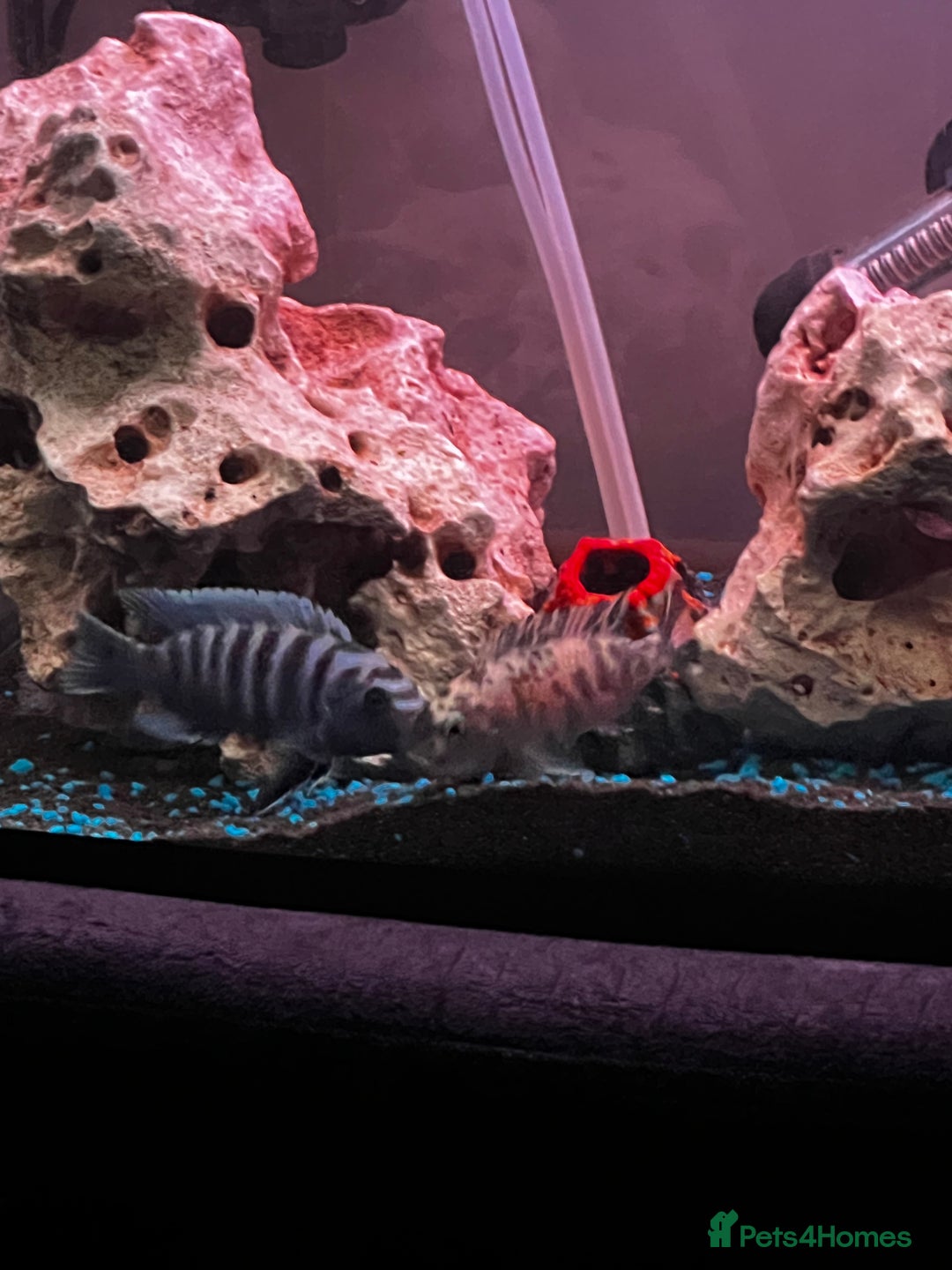 Cichlids fish for sale: Pair and babies - Image 1