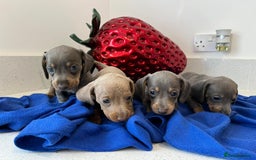Miniature Dachshund dogs for sale: Stunning Mini Dachshund Puppies - Image 6
