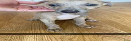 Mixed Breed dogs for sale: Saluki grayhound x kc whippet  - Advert 11