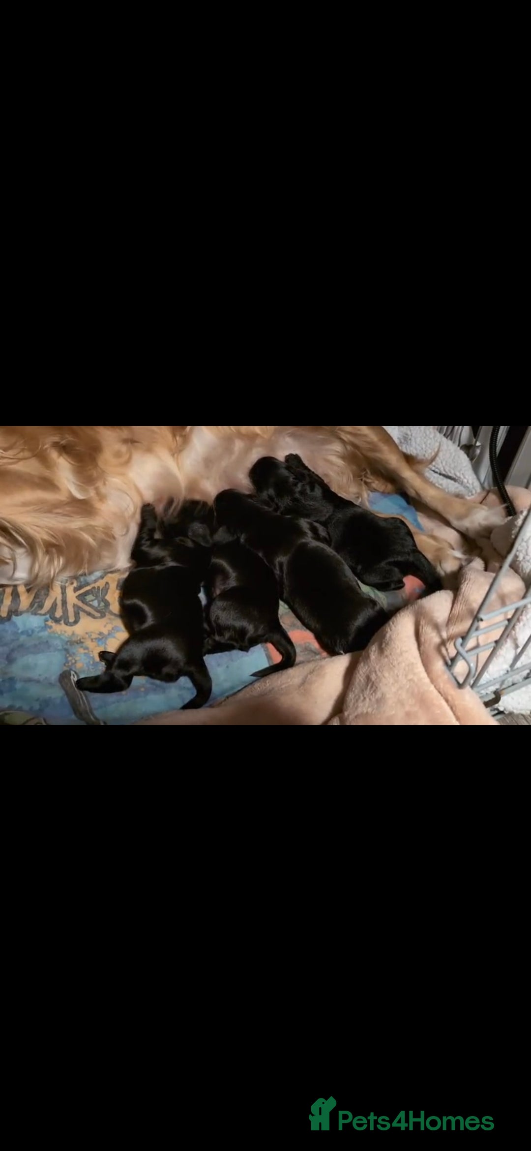 Cocker Spaniel dogs for sale: Working cocker pups - Advert 7