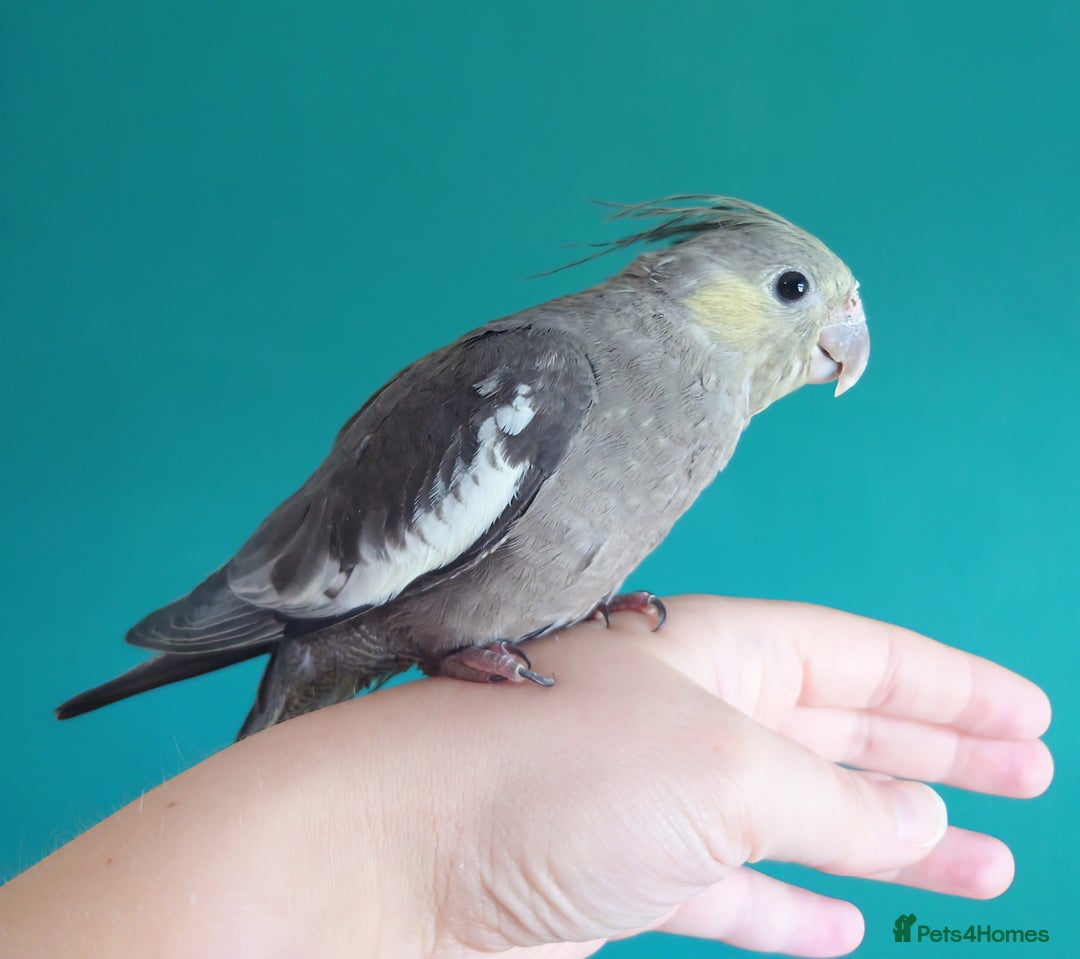 Cockatiels birds for sale: Hand reared semi tame DNA sexed baby cockatiel  in Worthing - Image 19