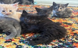 Maine Coon cats for sale: Half main coon kittens  - Image 4