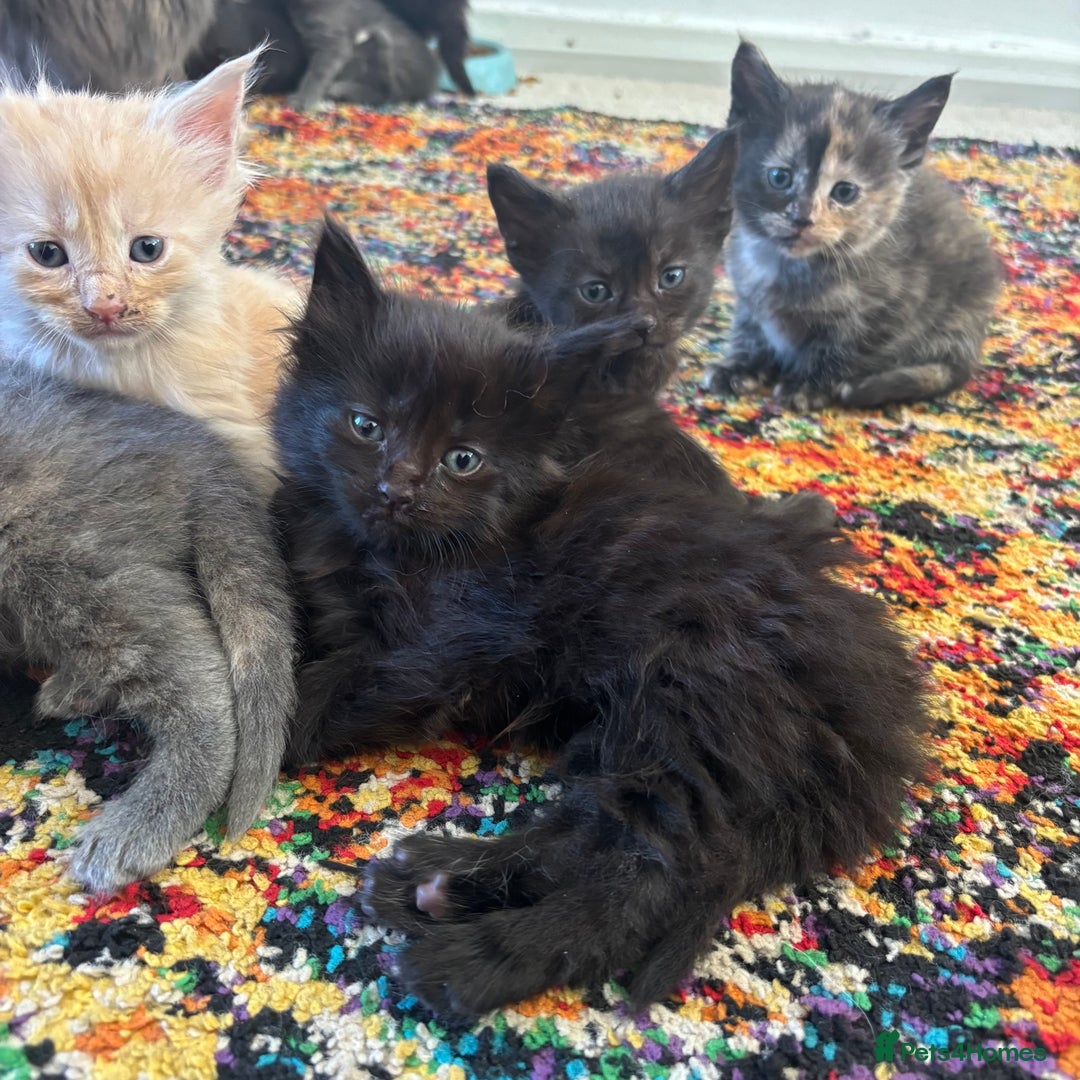 Maine Coon cats for sale: Half main coon kittens  - Image 4