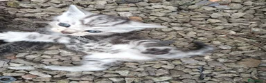 Mixed Breed Kitten 2