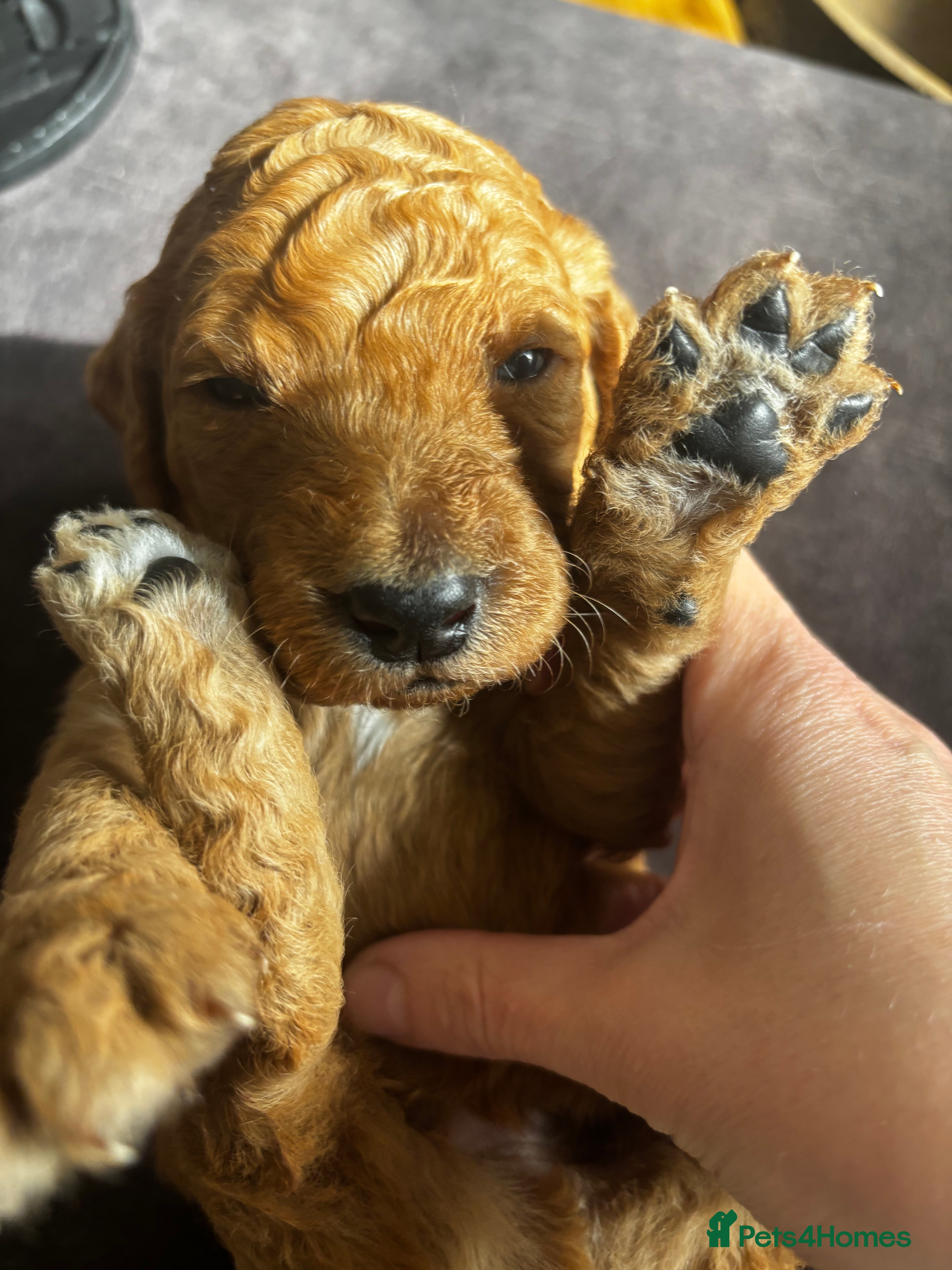 Double Doodle dogs for sale: Beautiful double/golden doodles from family pet - Advert 34