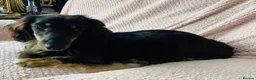 Miniature Dachshund dogs for sale: 3 year old black & cream mini long hair dachshund - Advert 5