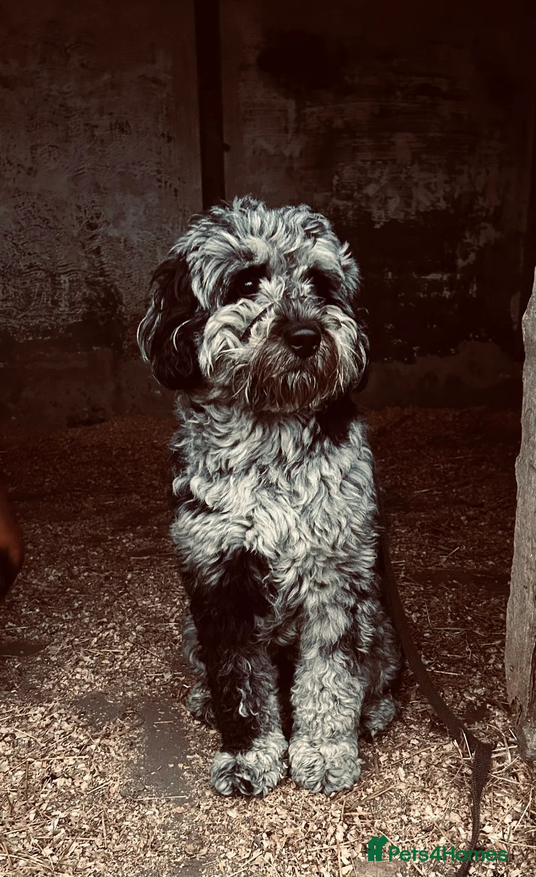 Labradoodle dogs for stud: Gorgeous blue Merle labradoodle stud in Swadlincote - Advert 4