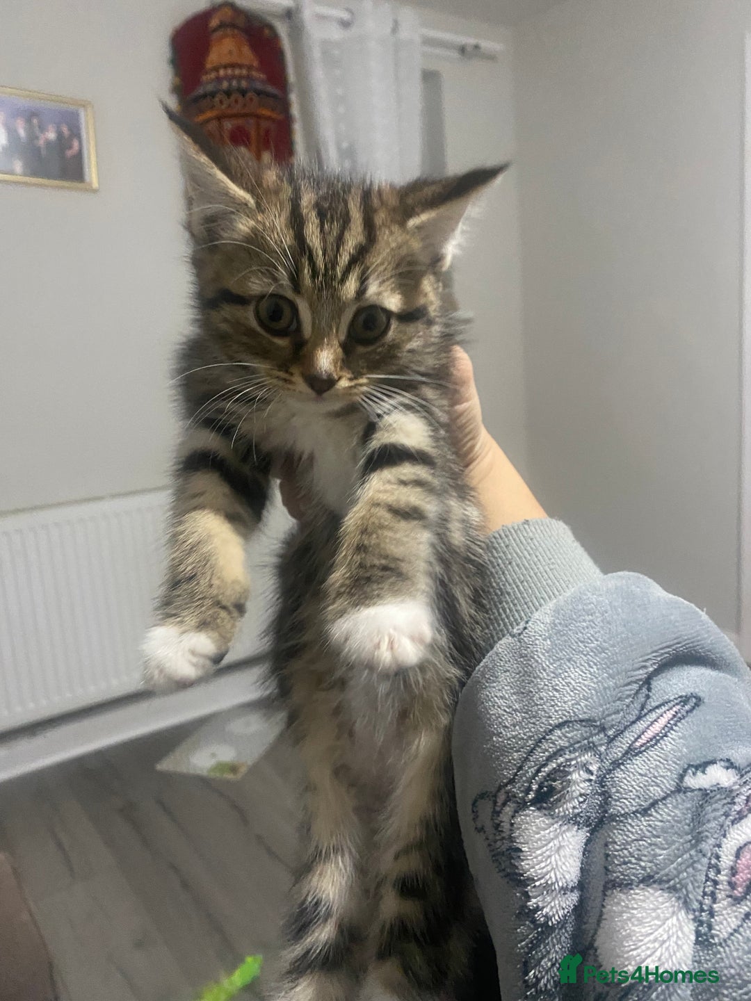 British Shorthair cats for sale: 4 beautiful female kittens  - Image 6