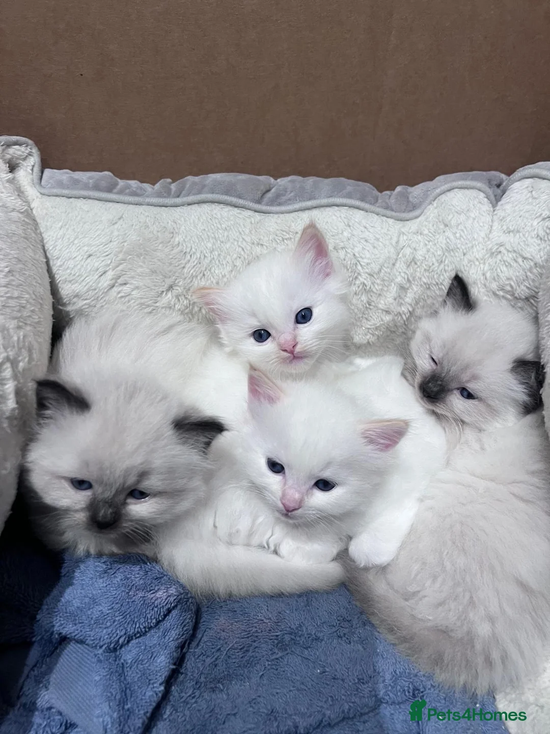 Ragdoll cats for stud: Ragdoll Stud Lilac Colour GCCF Active in Sheffield - Advert 10