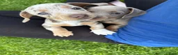 Miniature Dachshund dogs for sale: Beautiful Dachshunds  - Advert 1