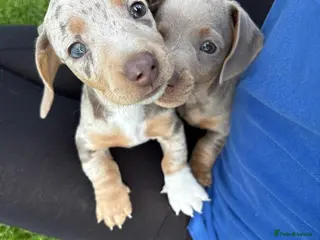 Miniature Dachshund dogs Beautiful Dachshunds - Advert 6