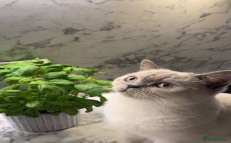 British Shorthair cats Gorgeous Cat Looking for a Loving New Home - Advert 3