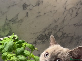 British Shorthair cats Gorgeous Cat Looking for a Loving New Home - Advert 1