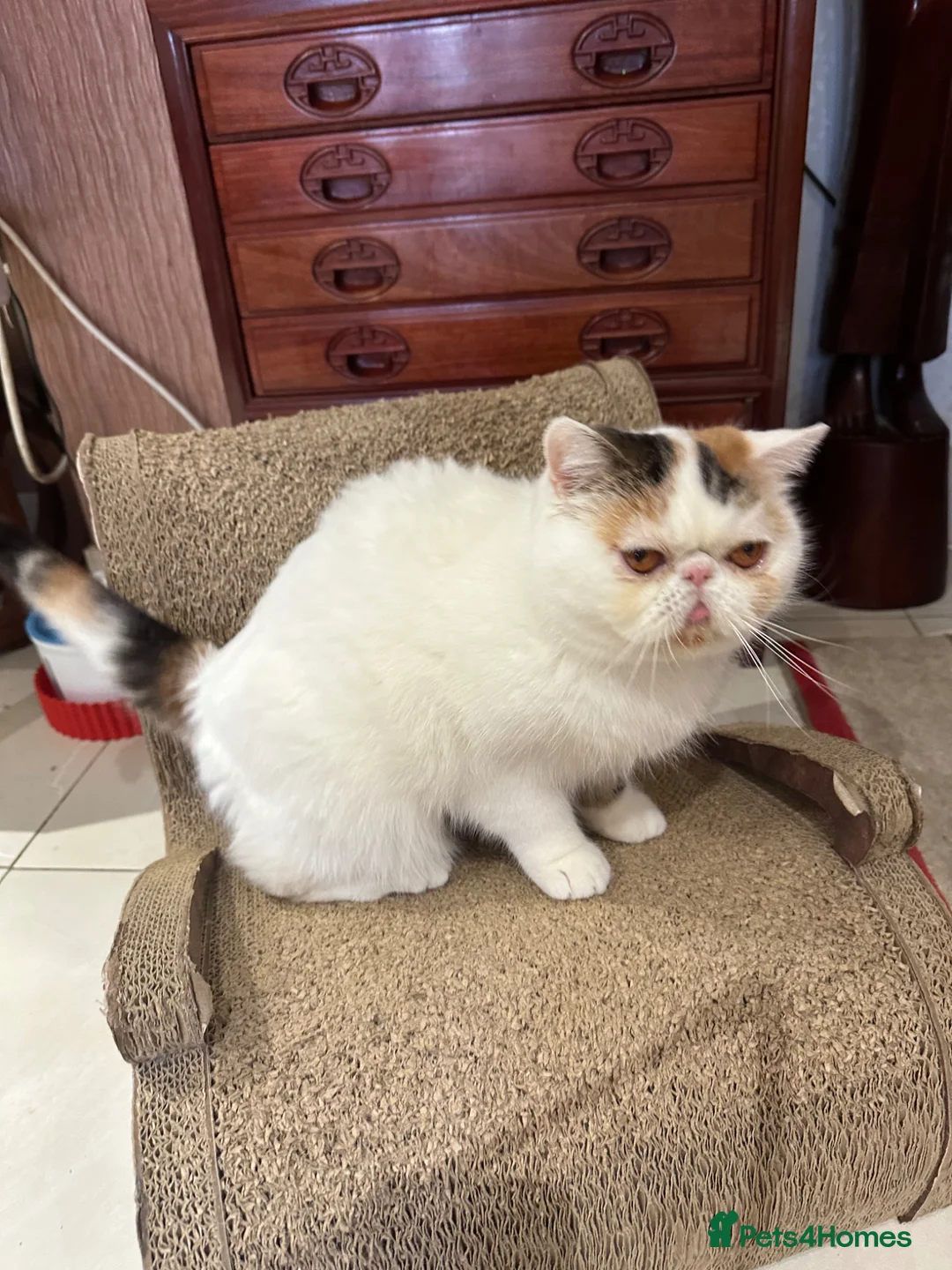 Exotic cats for sale: Exotic Shorthair  - Advert 2