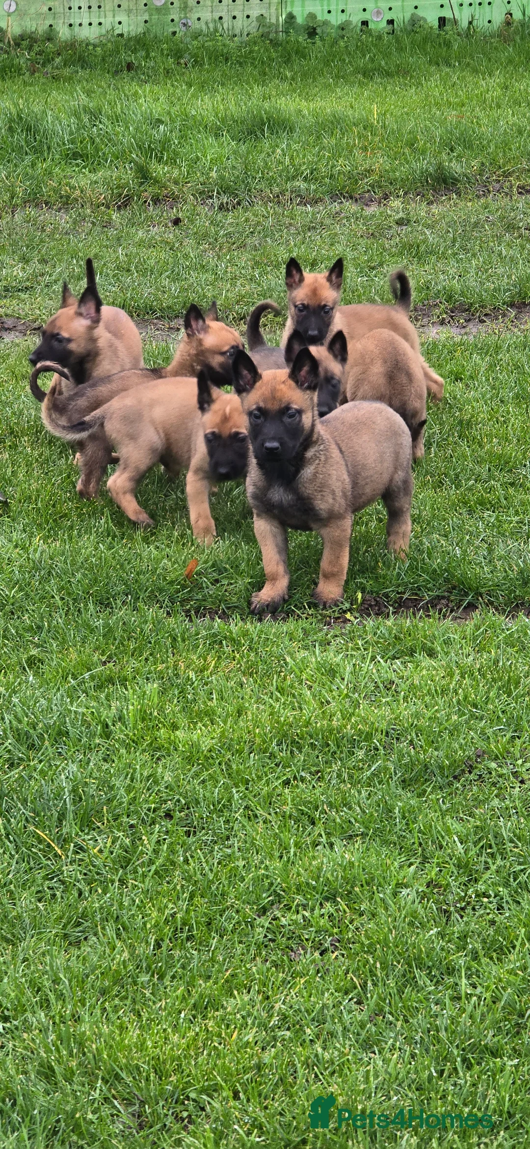 Belgian Shepherd Dog dogs for sale: Pups from world V. Champion CHANCE  - Advert 6