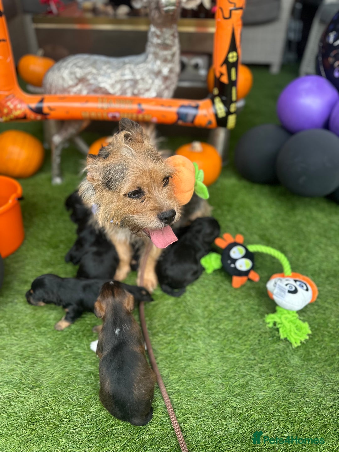 Yorkiepoo dogs for sale: Yorkiepoo Puppys - Image 1